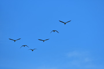 Flock of wild geese migrating in a triangle in a blue sky.