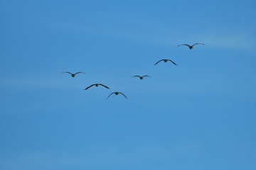 Flock of wild geese migrating in a triangle in a blue sky.
