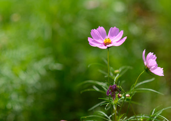 It is cosmos blooming in Japan