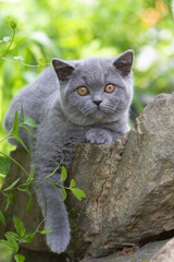 British shorthair kitten lying in the garden on a rock and looking into the camera.