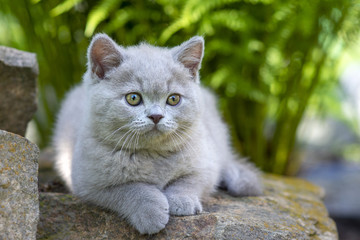 Naklejka na ściany i meble British shorthair kitten lying on a stone in the grass close-up and looking to the side.