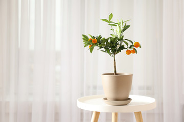 Potted citrus tree on table near window indoors. Space for text