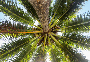 Looking up at a tall palm tree. 