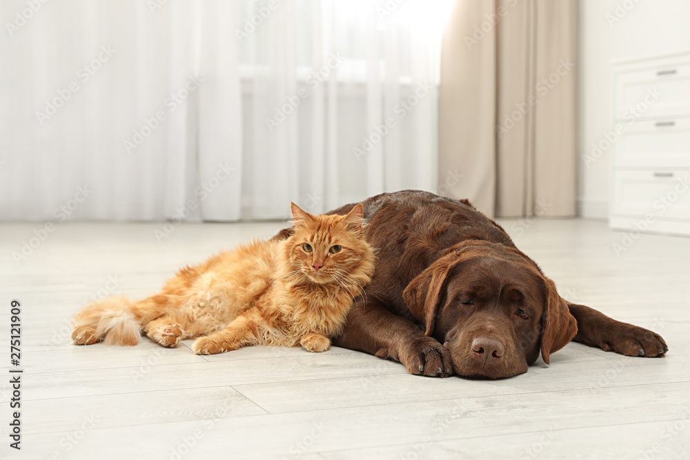 Poster cat and dog together looking at camera on floor indoors. fluffy friends