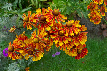 Close up of flowering Helenium in a flower border