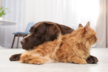 Cat and dog together on floor indoors. Fluffy friends