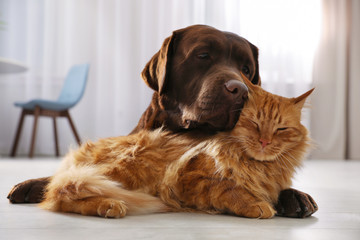 Cat and dog together on floor indoors. Fluffy friends - Powered by Adobe