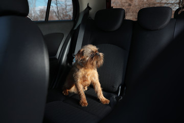 Adorable little dog in car. Exciting travel