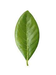 Jackfruit green leaves against white background