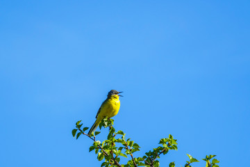 Yellow wagtail sitting on tree top and singing