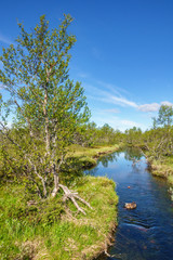 Birch tree and a stream in a high country landscape
