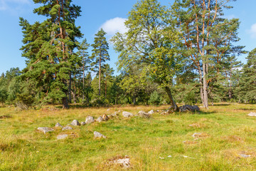 Meadow with big old pine trees