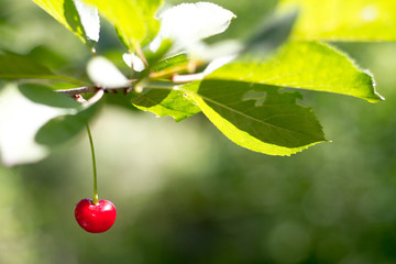 Closeup of one ripe red cherries on a branch over of garden, selective focus