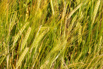 Beautiful Seed Straws on a Field