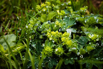 Pflanze mit Wassertropfen