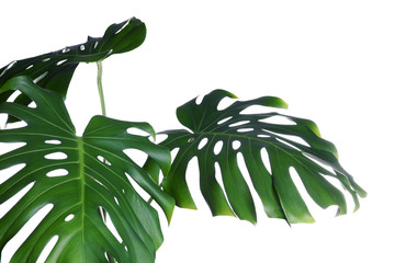 Green fresh monstera leaves on white background. Tropical plant