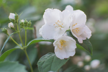 Fototapeta na wymiar Twig with white jasmine flowers and green leaves.