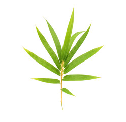 Bamboo leaf isolated on white background with clipping path, Bamboo leaf texture background, Chinese bamboo leaf, Green leaves