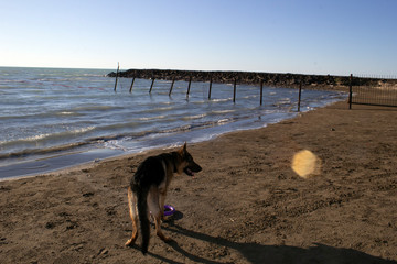 German shepherd stands on the beach and looks around