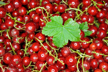 rote johannisbeeren