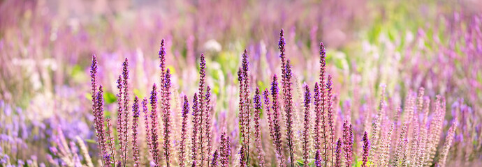 purple flowers of decorative sage field in sunlight. Beautiful summer flowers background. Bumbleberry Salvia, Woodland Sage (Salvia Nemorosa) in flower garden. Gentle toned flower in summer. banner