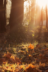 Fototapeta premium sunny autumn landscape with frost