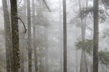 Mystical forest with fog
