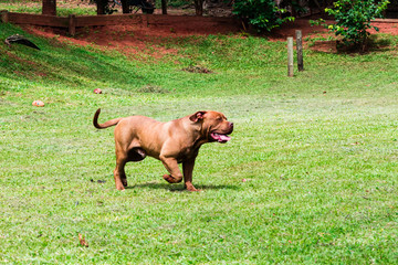 american pit bull correndo livre