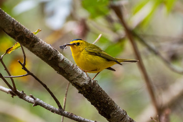 Yellow bird
