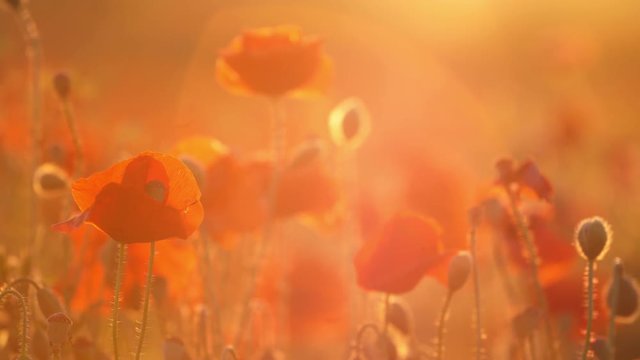 Crimson poppies waving in a dreamy field in Ukraine in the daytime in summer 