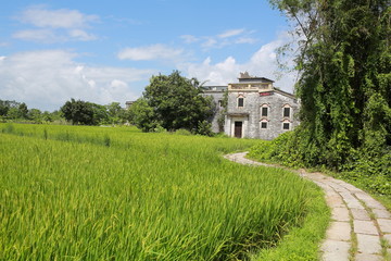 traditional chinese garden design in small village: green field with the curves road to the house. rural landscape around at Kaiping Diaolou site or watchtower site,  unesco world heritage site area