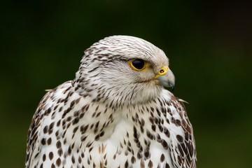 Gerfalke