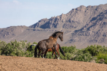 Naklejka premium Pair of Wild Horse Stallions Fighting