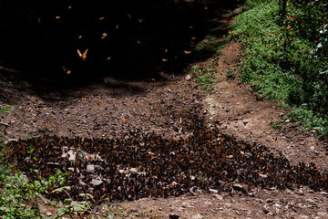 Monarch butterflies migration in Mexico