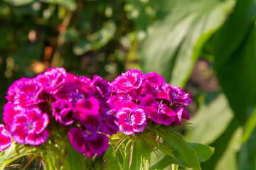 Beautiful flowers of Turkish carnation in the summer sunny garden