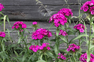 Beautiful flowers of Turkish carnation in the summer sunny garden