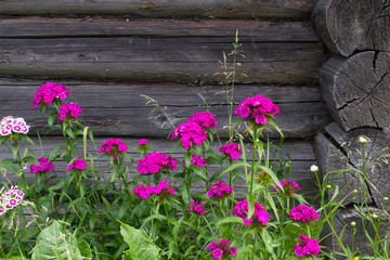 Beautiful flowers of Turkish carnation in the summer sunny garden