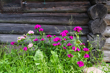 Fototapeta na wymiar Beautiful flowers of Turkish carnation in the summer sunny garden