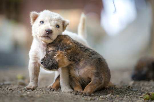 Puppy or baby dog in cute moment, they playing together on the ground floor. Animal selected focus photo