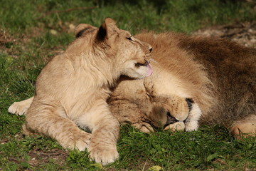Löwe Vater und Sohn