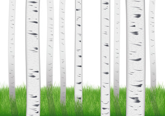 realistic scenic landscape. trunks of birches and green grass. isolated on white background for design