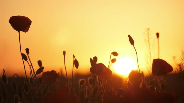 Nice red poppies growing in a boundless field in Ukraine at golden sunset  