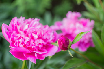 Garden of peonies. Fresh bouquet of pink peonies.