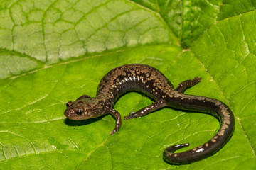 Peaks of Otter Salamander (Plethodon hubrichti)