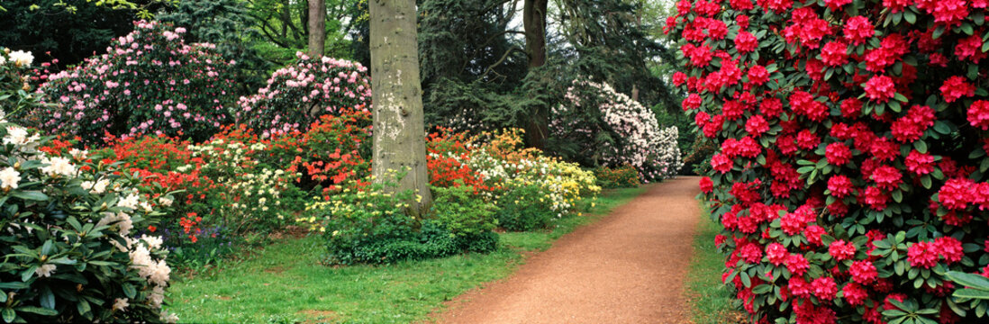 Panoramic view of a spring display of Azaleas and Rhododendrons in a woodland garden