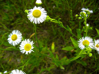 The tender bloom of the daisies (Bellis perennis) in sunny day. Summer flower close up. Selective focus. © CuteIdeas