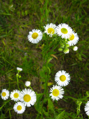 The tender bloom of the daisies (Bellis perennis) in sunny day. Summer flower close up. Selective focus. © CuteIdeas
