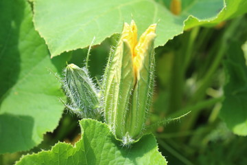 Beautiful yellow muscat pumpkin flower bud. Organic garden, pumpkins blossom, macro photography