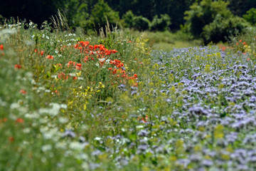 sommerblumenwiese