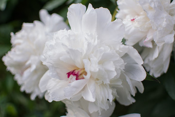 Peonies are white. Bouquet of white peonies.